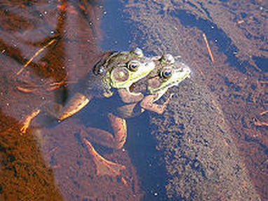do frogs hibernate at bottom of pond